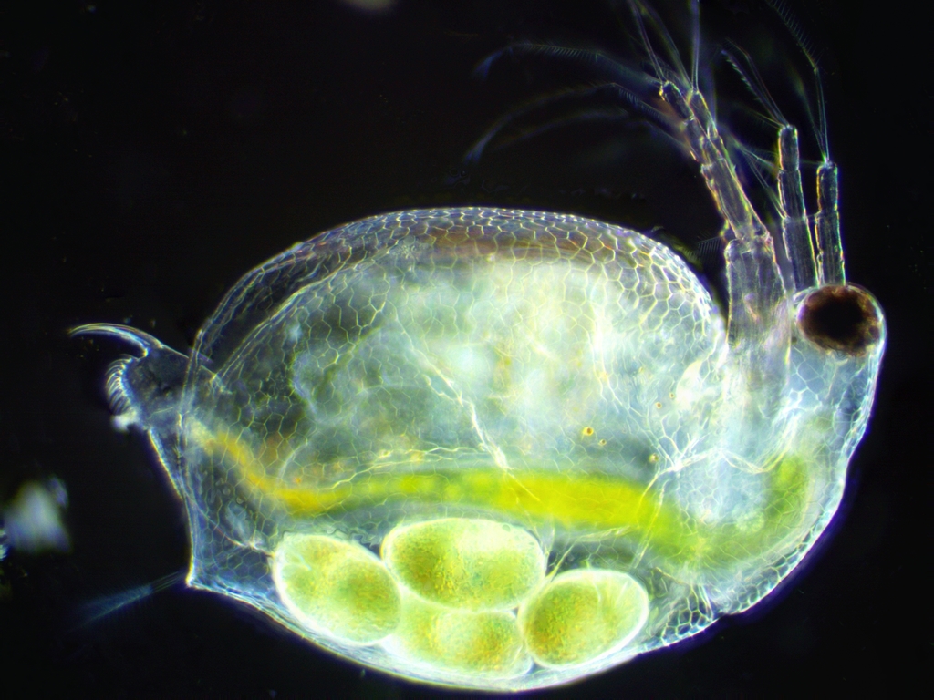 Ceriodaphnia dubia